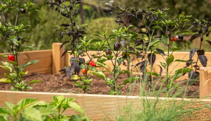 Natural fertilisers