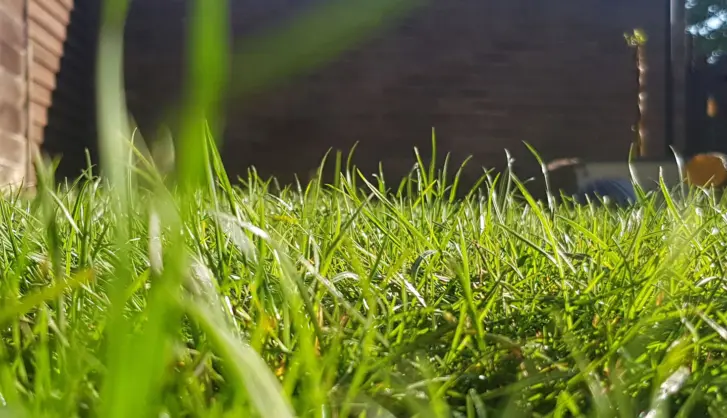 Mastering the spring growth surge