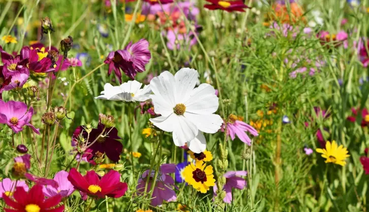 Introduce pollinator friendly blooms to your turf