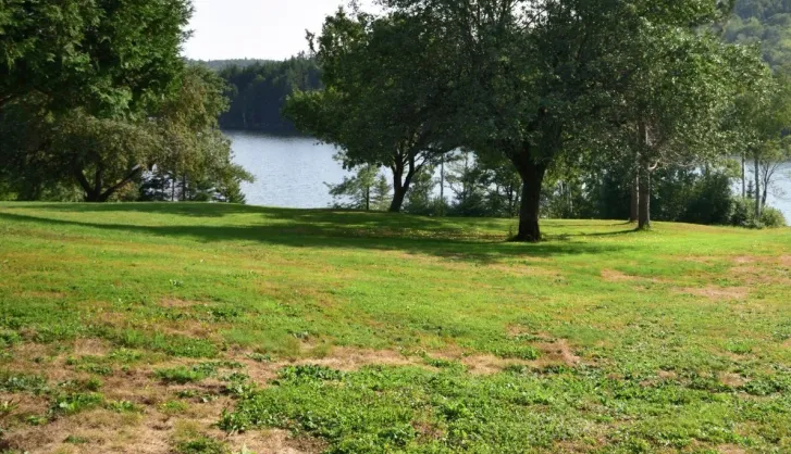 How to thicken a thin lawn by overseeding