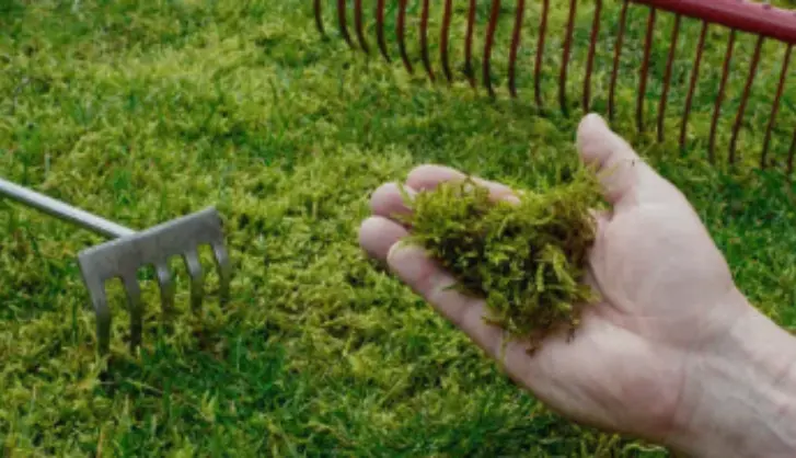 Moss lawn