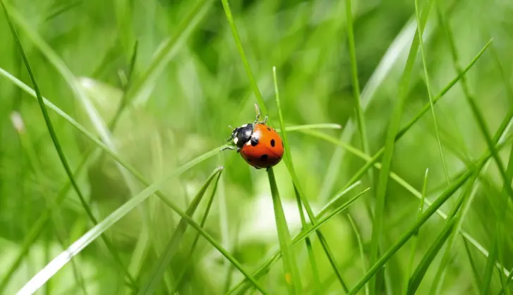 Creating a wildlife friendly lawn