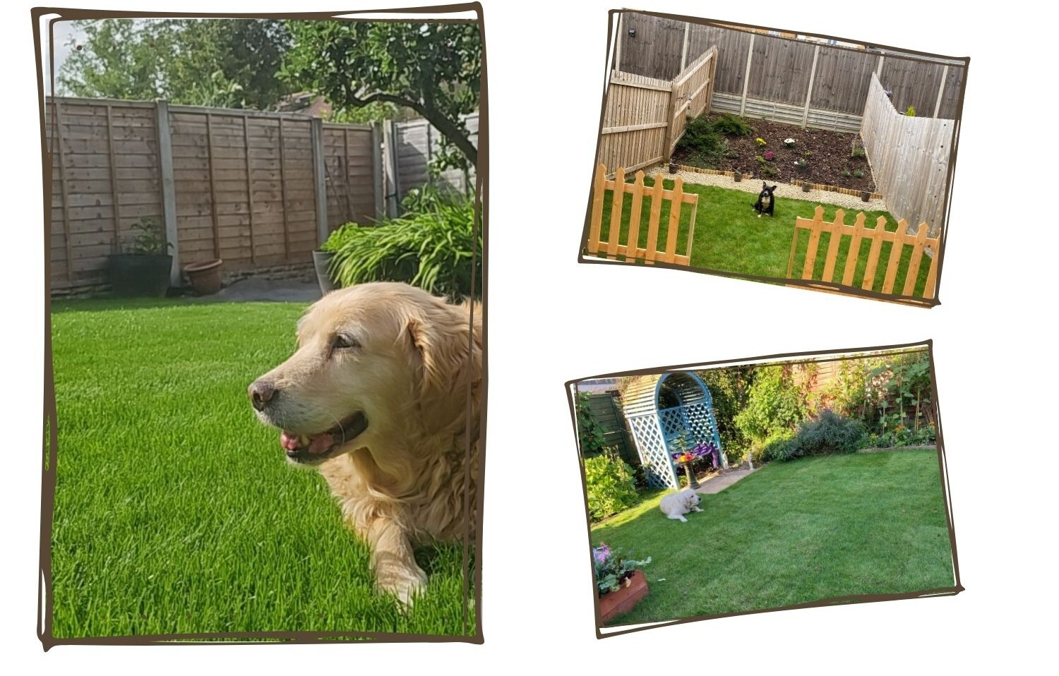 Best Turf for Dogs
