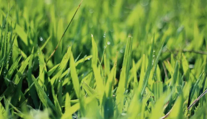 Lawn Thatch