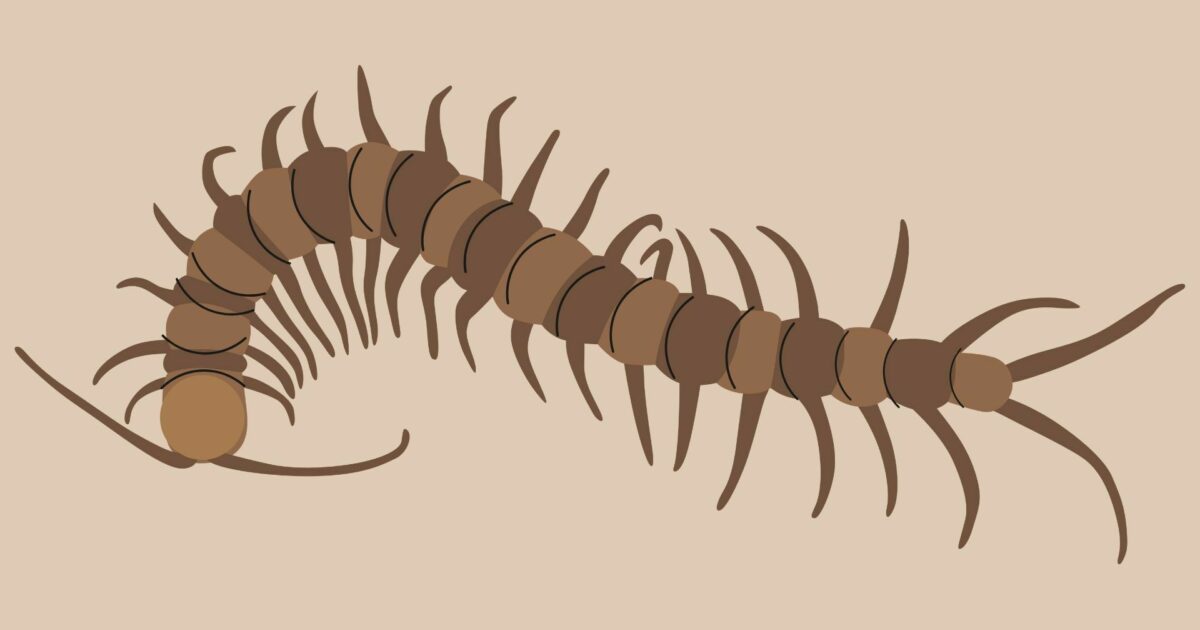 Millipedes | Online Turf