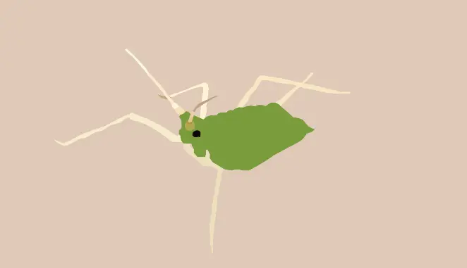 Aphids in Turf