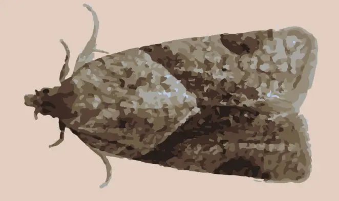 Moth