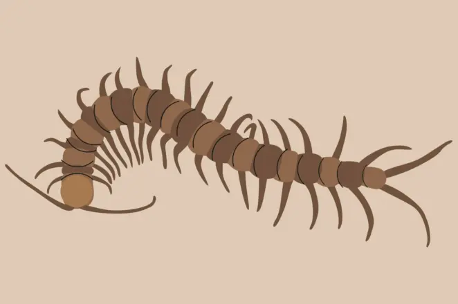 Millipedes