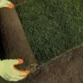 Rye gold turf 2