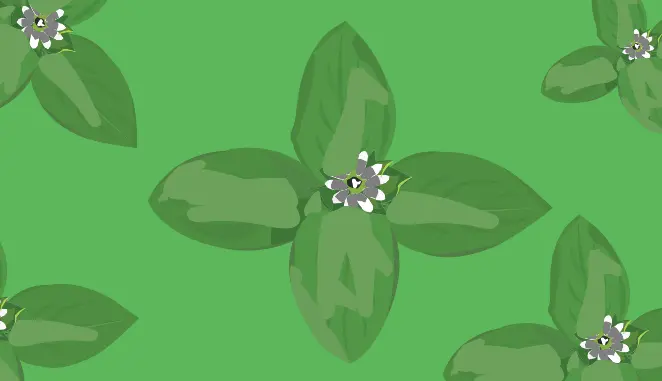 Turf Weed Common Chickweed